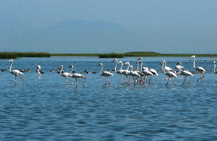 Satapada Chilika Boat Tour